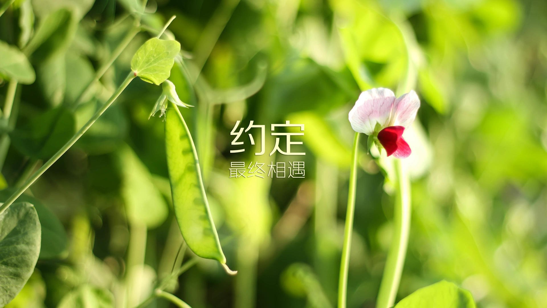 太阳能灯遥控器怎么用（太阳能灯遥控器怎么用视频）